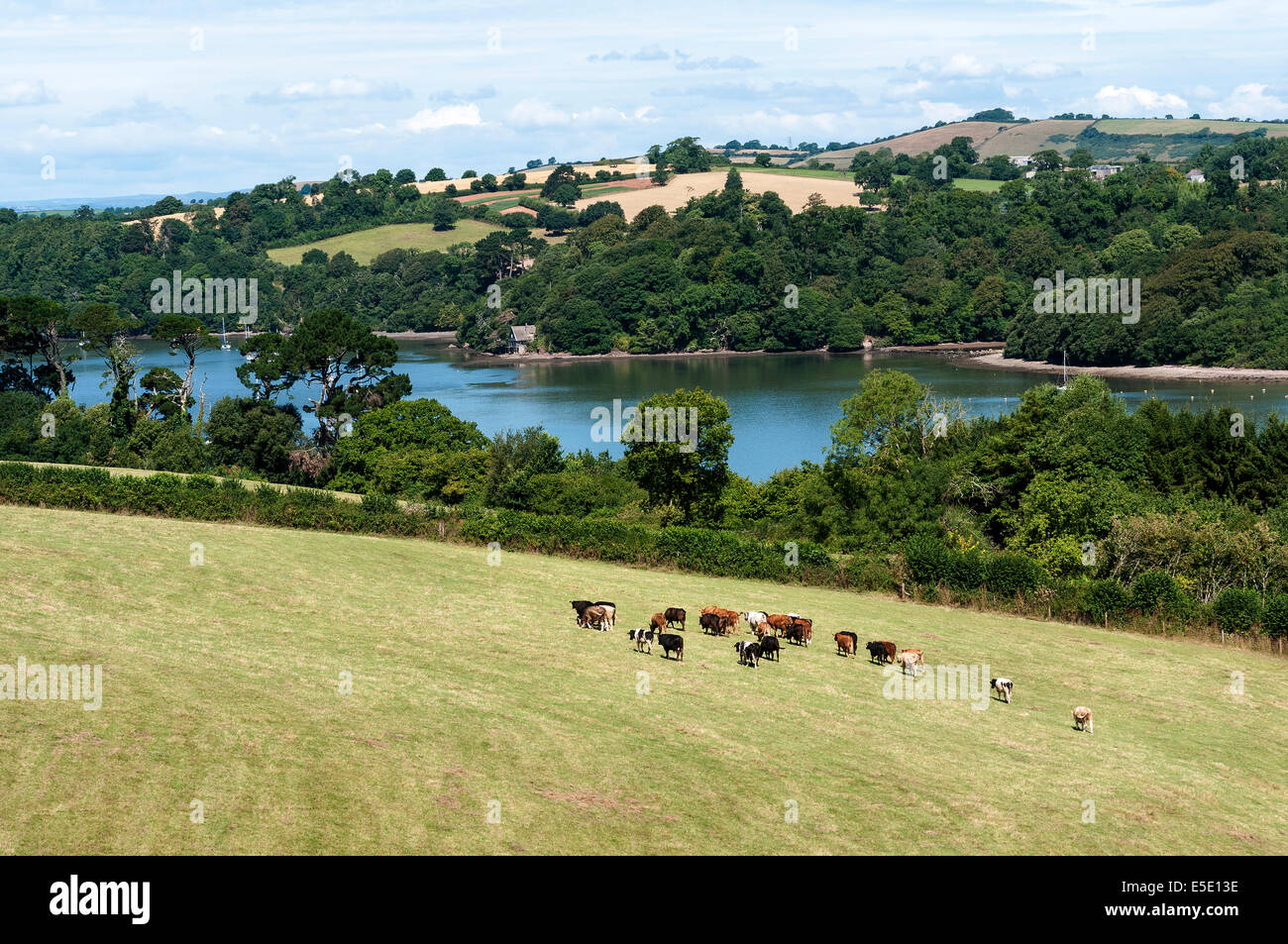 cows in fields at greenway,Agatha christie,river Dart Stock Photo