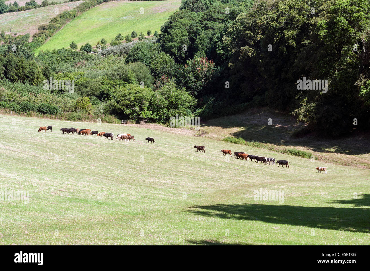 cows heading to be milked at greenway,Agatha christie,river Dart,greenway,Agatha christie,river Dart,rambling, rights of way,cam Stock Photo