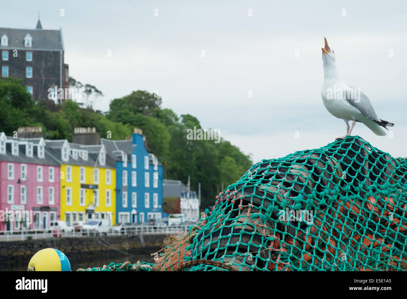 vocalSeagull calling, with fishing nets and brightly coloured houses, Tobermory, isle of Mull, Scottish Islands Stock Photo