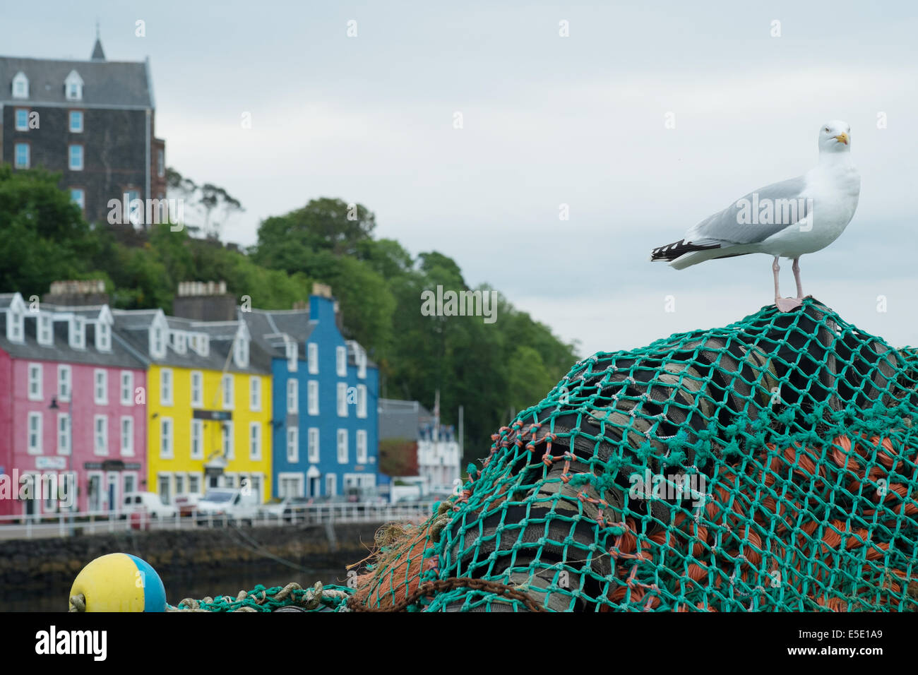 Seagull with fishing nets and brightly coloured houses, Tobermory, isle of Mull, Scottish Islands Stock Photo