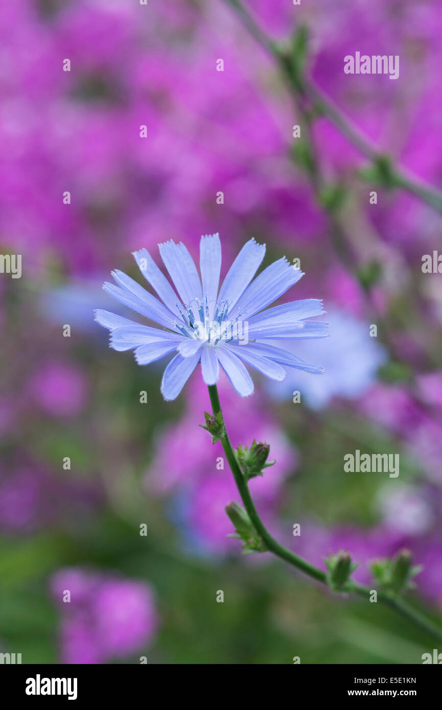 Cichorium Intybus 'Electric Blue'. Chicory flower Stock Photo