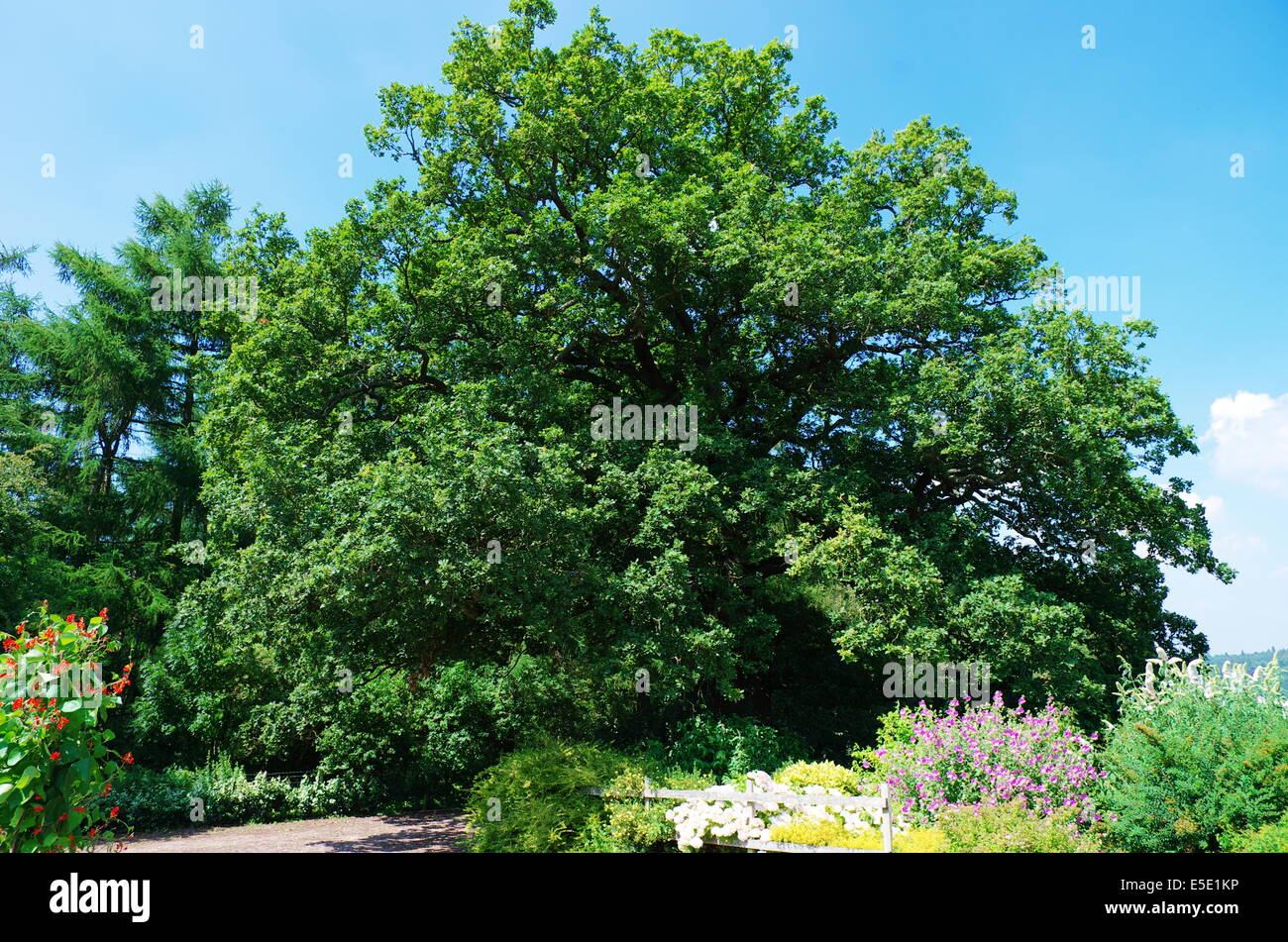 Oak tree and garden hi-res stock photography and images - Alamy