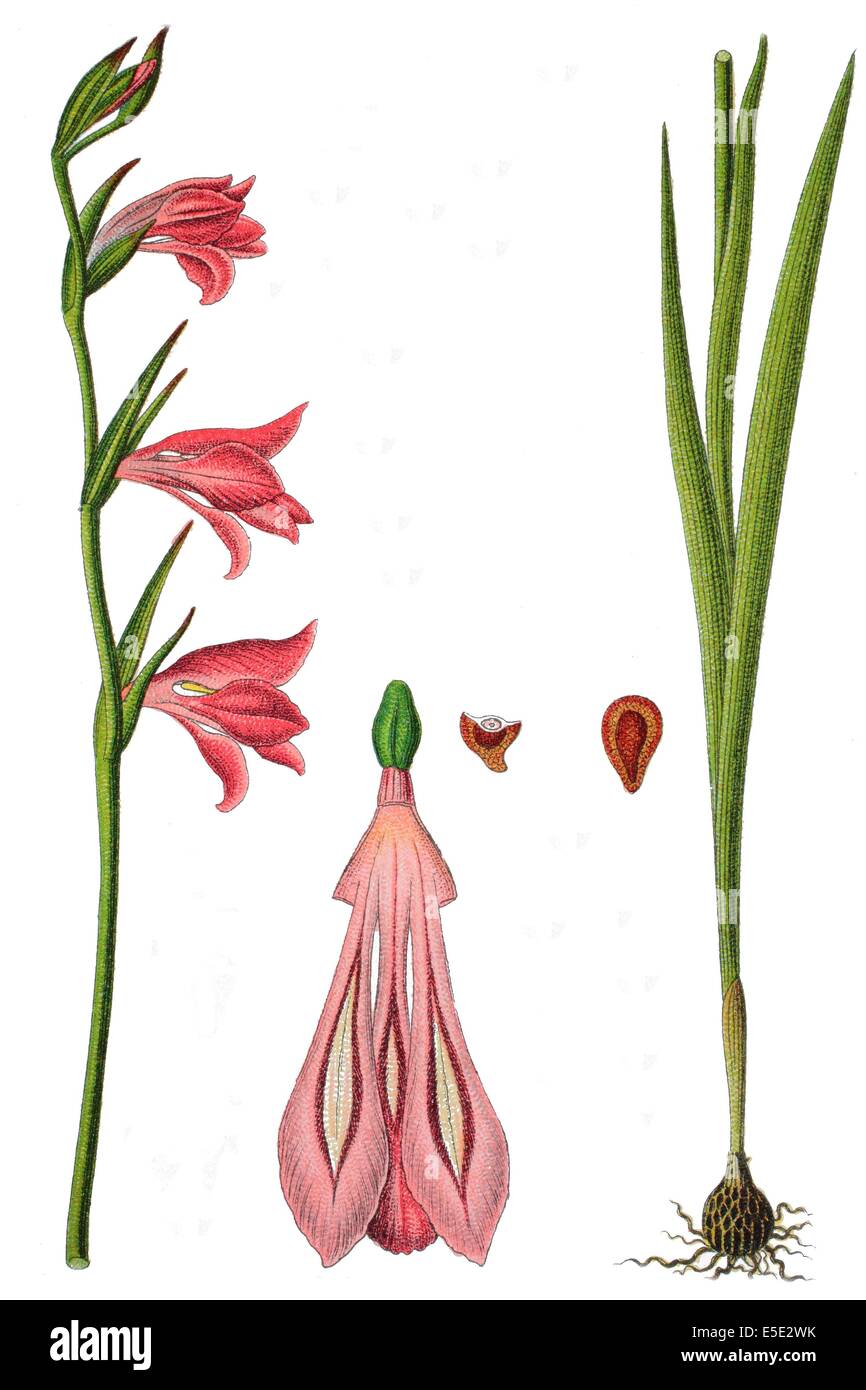 Marsh gladiolus, sword lily, Gladiolus palustris Stock Photo