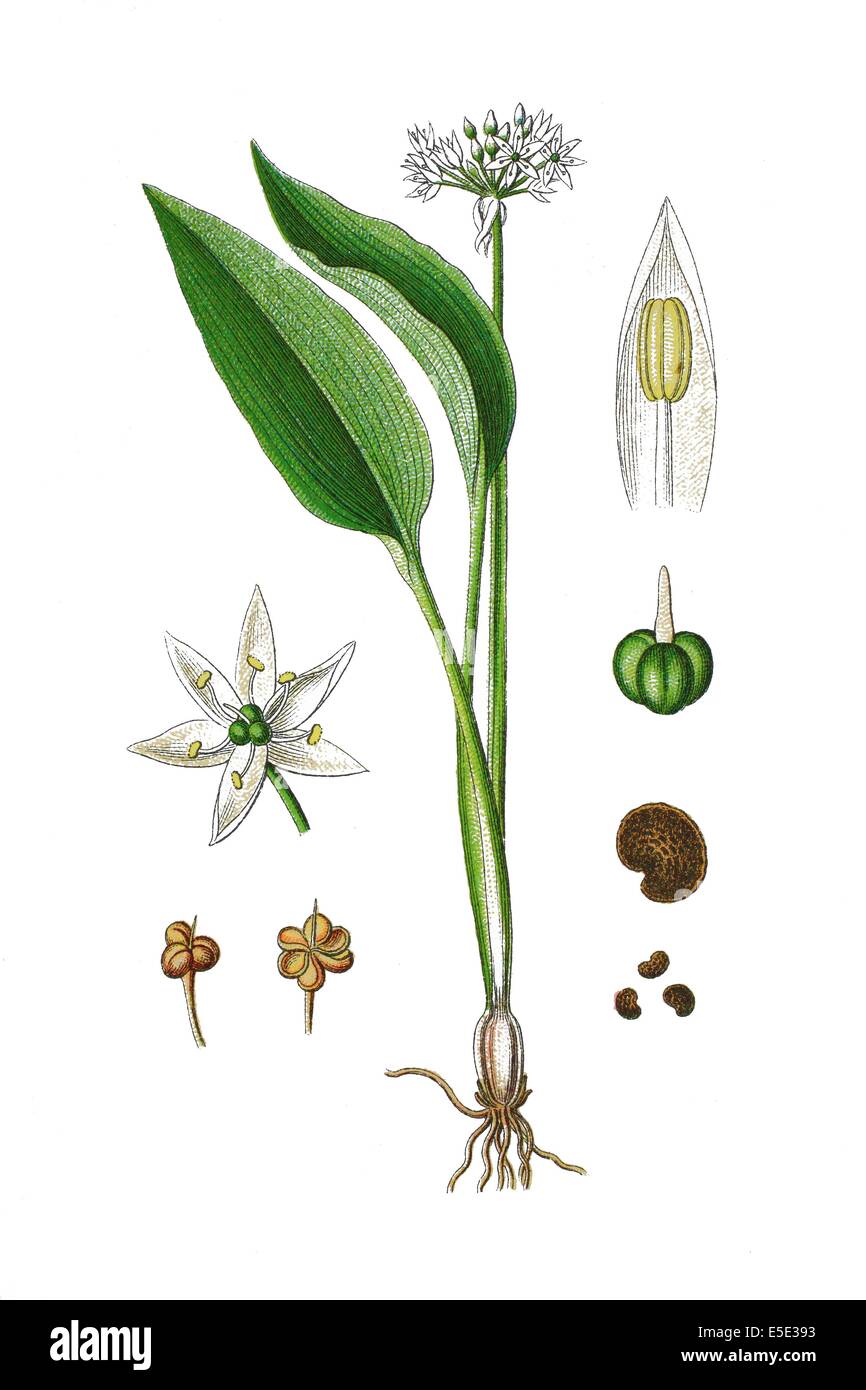 Ramson, Allium ursinum Stock Photo