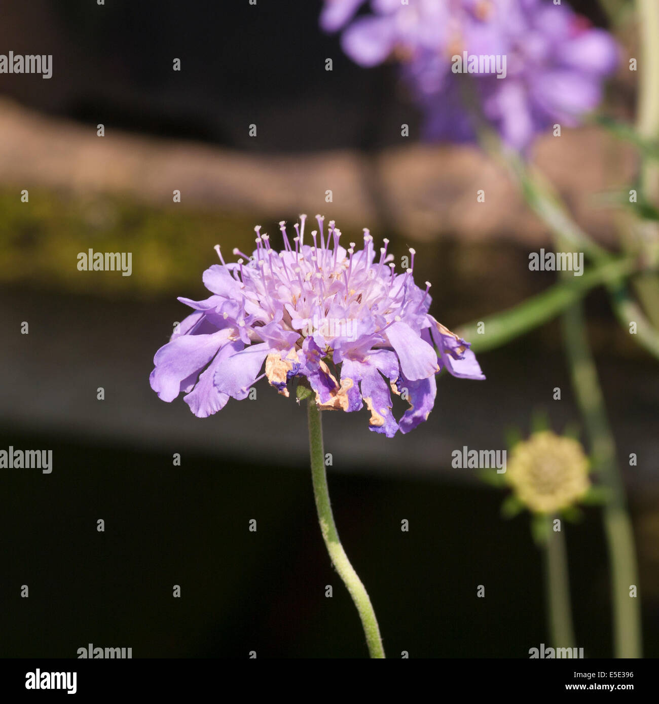 Scabiosa Blue Butterfly Commonly Known as Pincushion Flowers Stock Photo