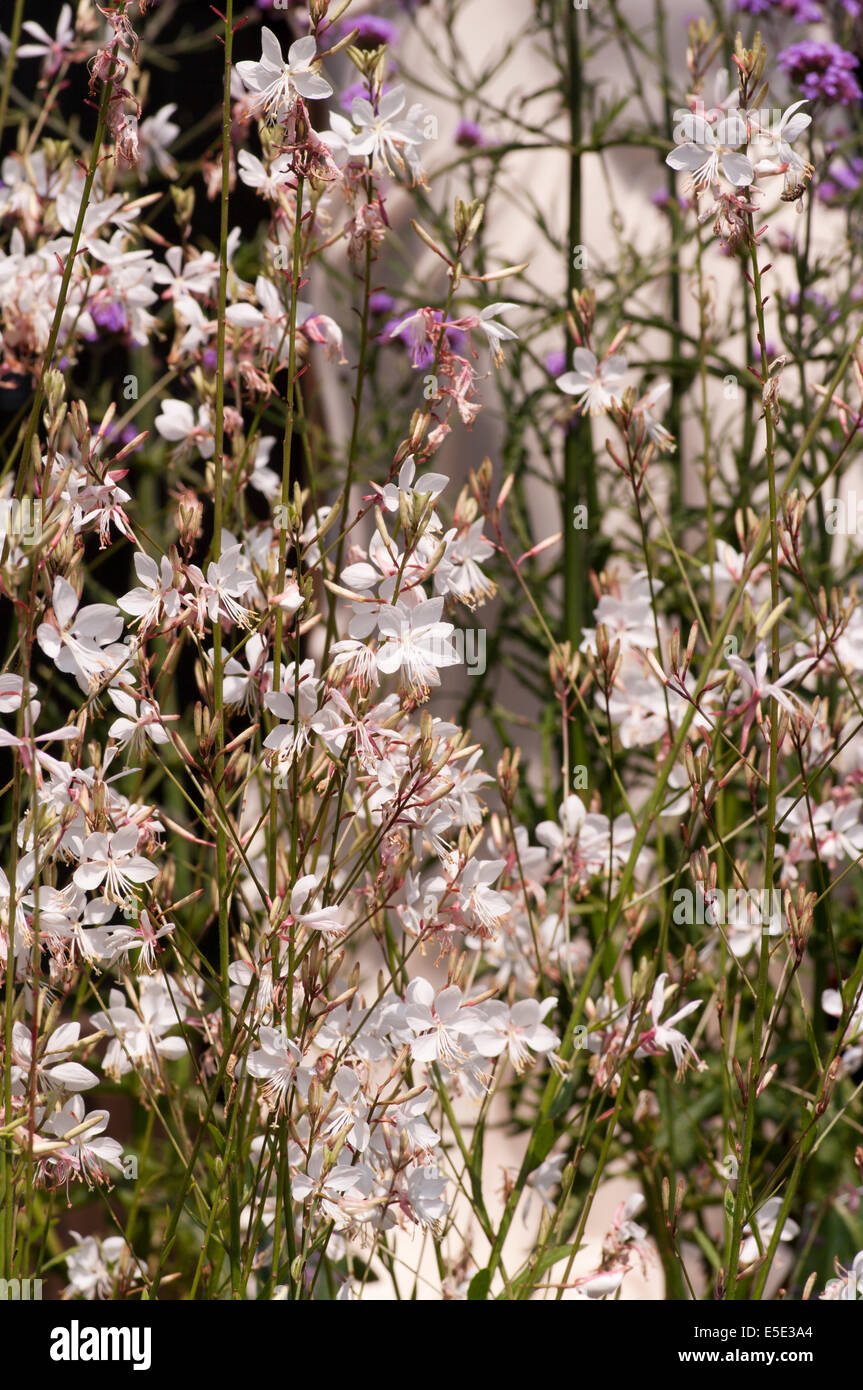 Gaura lindheimeri " Snow Fountain " commonly known as Lindheimer's