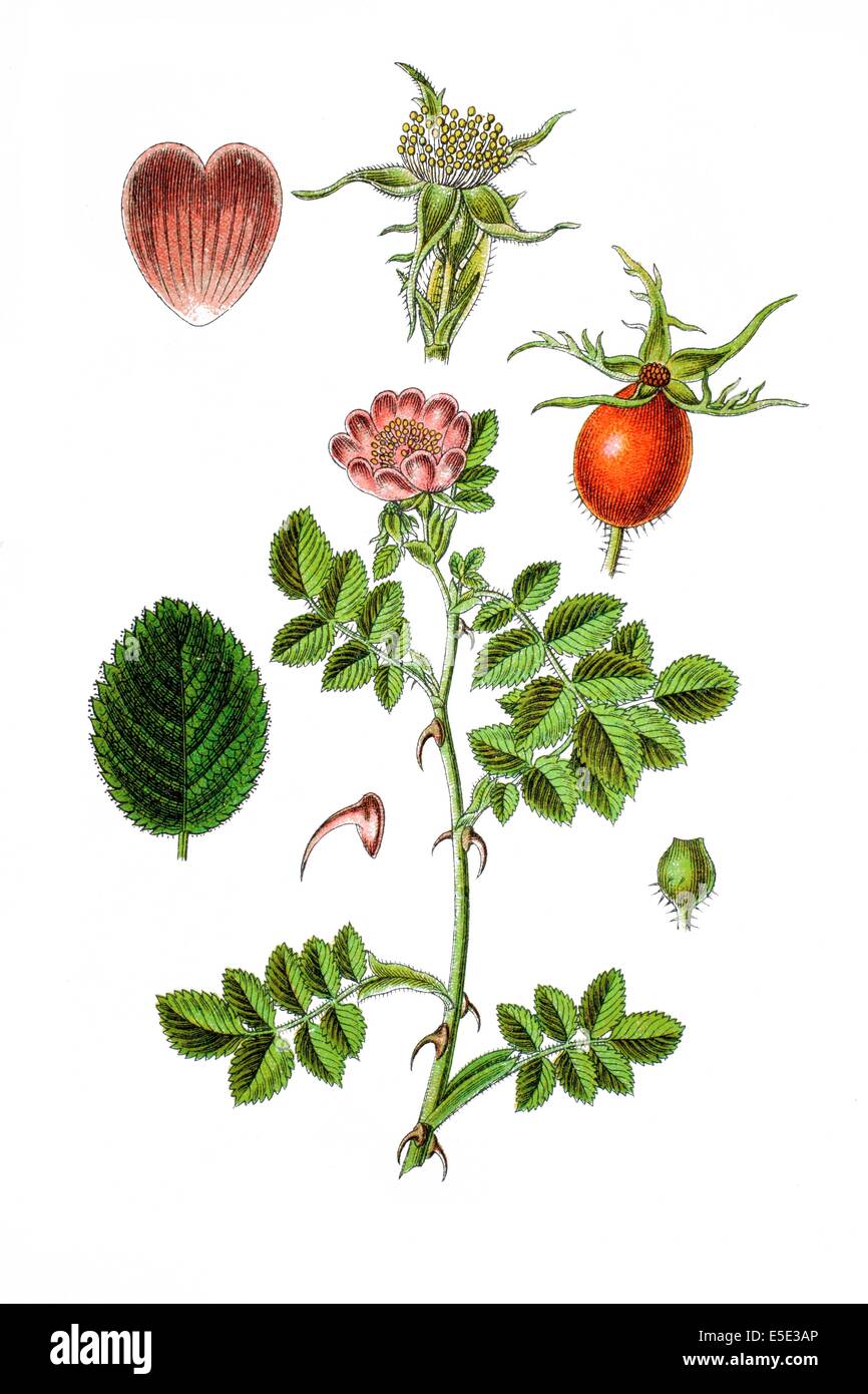 sweet briar, sweet brier or eglantine, rose, Rosa rubiginosa, Syn.: Rosa eglanteria Stock Photo