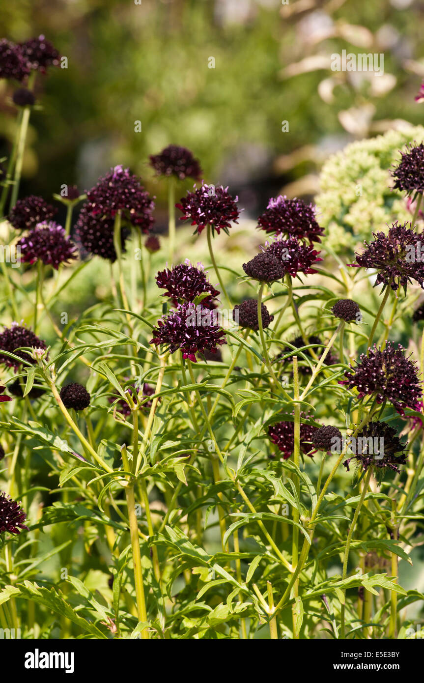 Scabiosa atropurpurea Chile Black Commonly Known as Pincushion Flowers Stock Photo