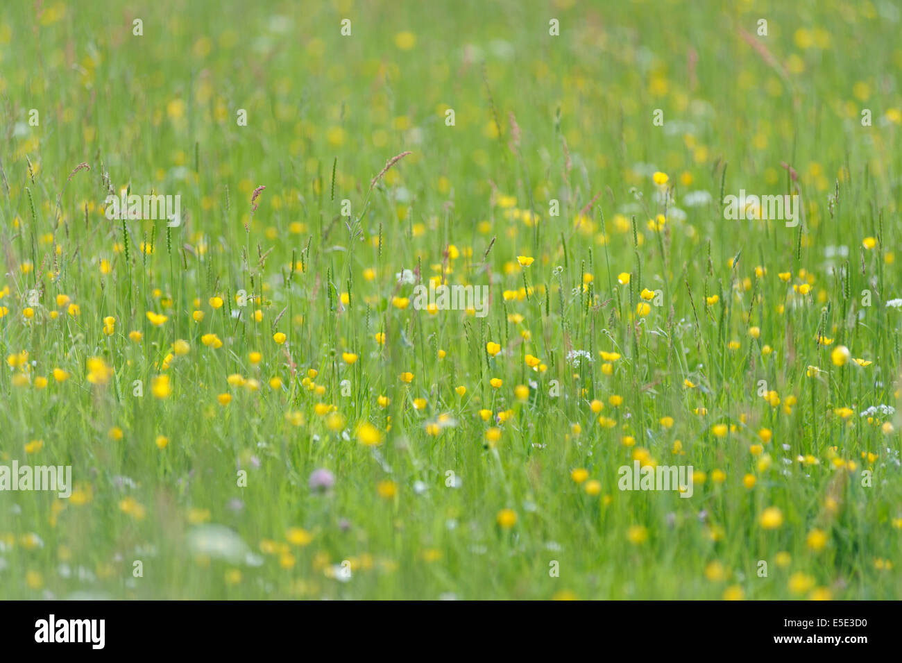Wild meadow flowers and grasses in Powys, Wales Stock Photo