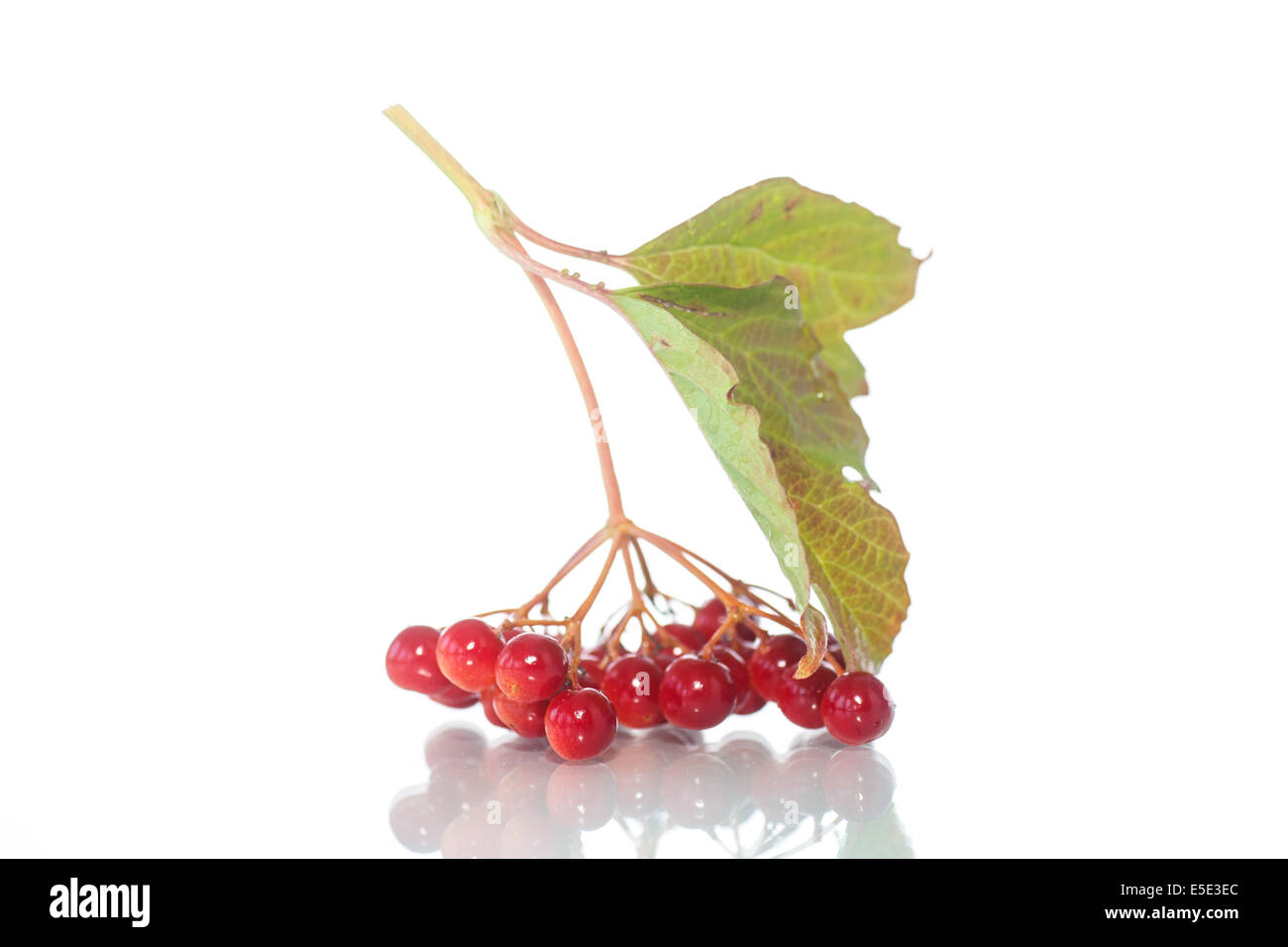 red berries of viburnum on a branch with leaves isolated on white ...