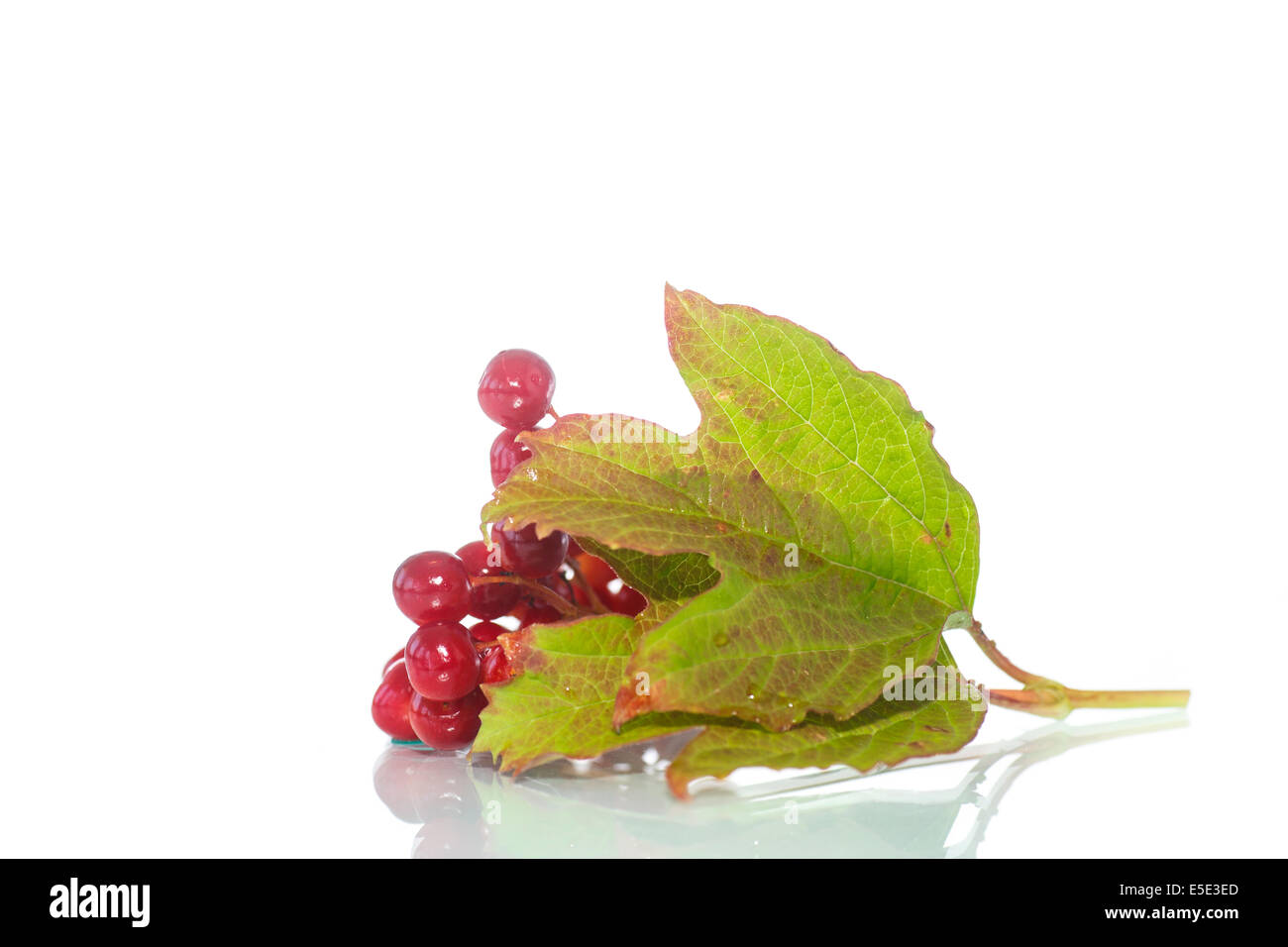 red berries of viburnum on a branch with leaves isolated on white ...