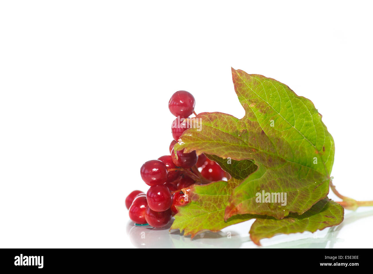 red berries of viburnum on a branch with leaves isolated on white ...