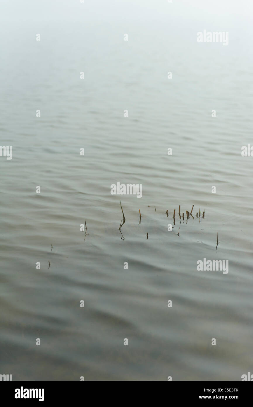 Misty lake with ripples and reeds Stock Photo