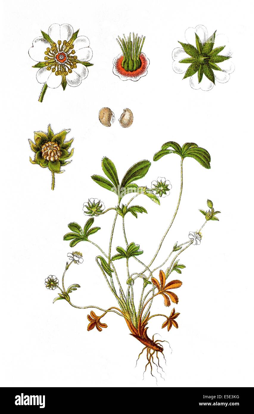 White cinquefoil root: use in traditional medicine 19 White cinquefoil root: use in traditional medicine 32