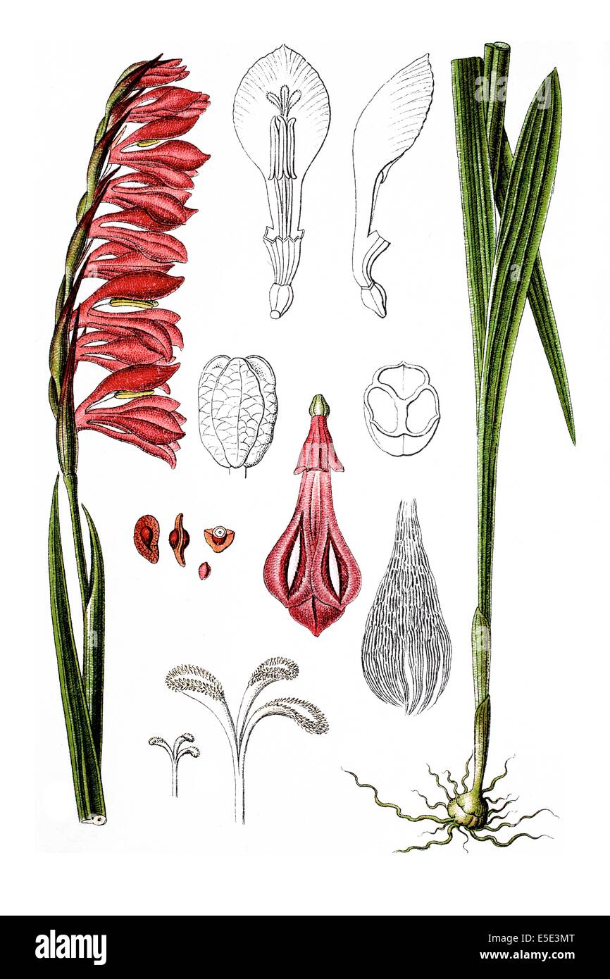 Gladiolus, Gladiolus imbricatus Stock Photo