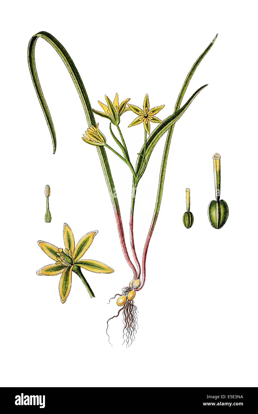 plant species in the genus Gagea, Gagea pratensis Stock Photo