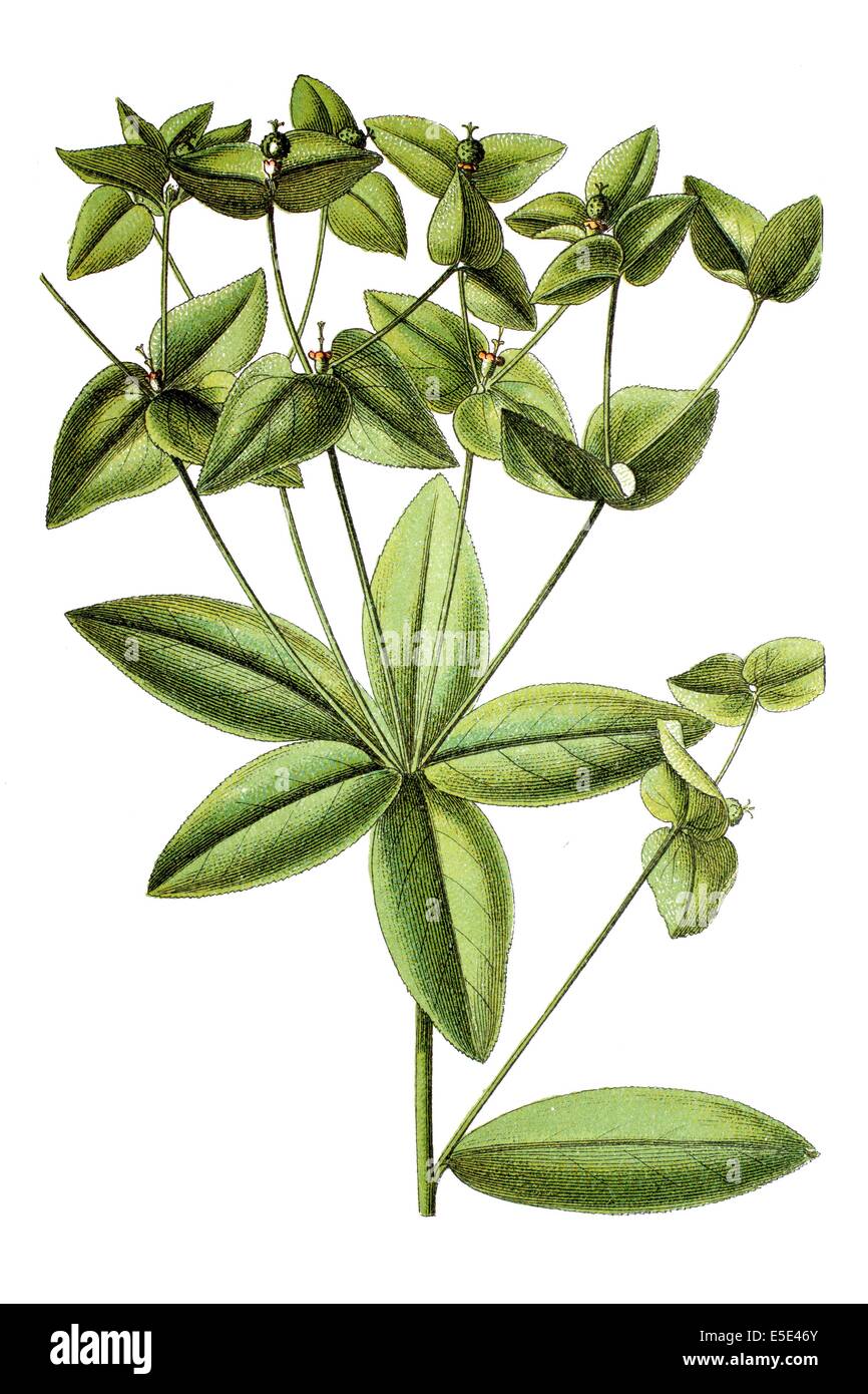 Sweet Spurge, Euphorbia dulcis Stock Photo