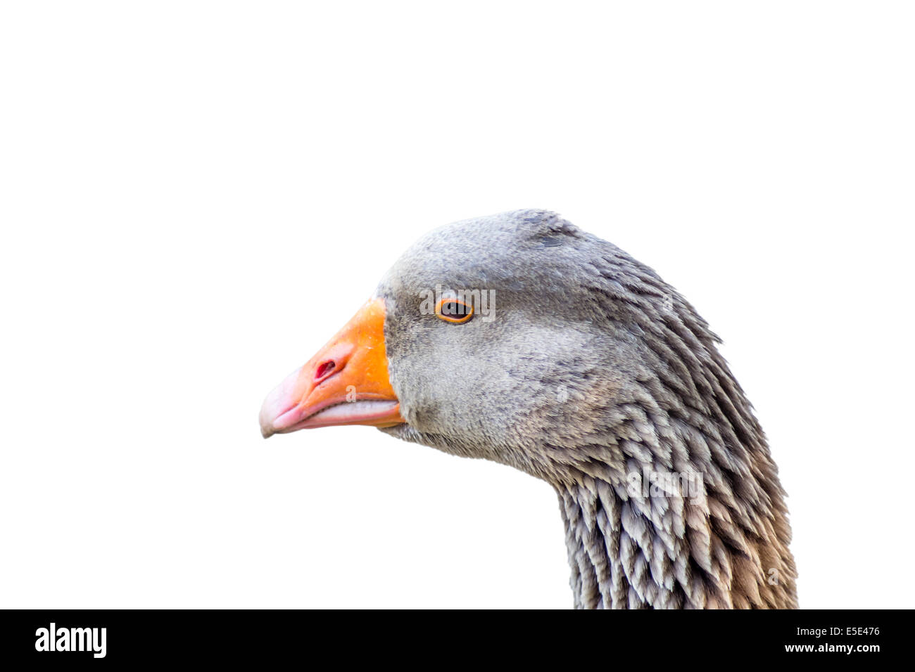 Closeup of beautiful goose Stock Photo