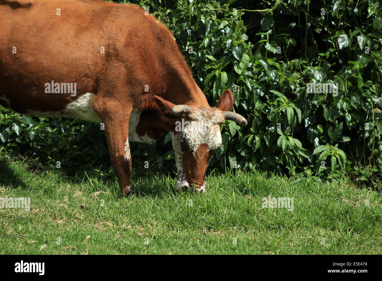 A cow grazing in a farmers pasture in Cotacachi, Ecuador Stock Photo