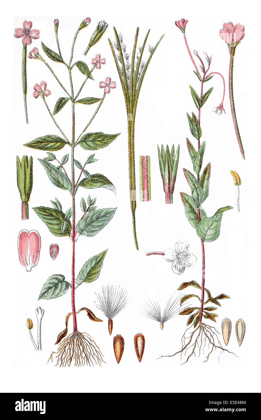 left: Broad-leaved Willowherb, Epilobium montanum. right: Willowherb, Epilobium hypericifolium Stock Photo