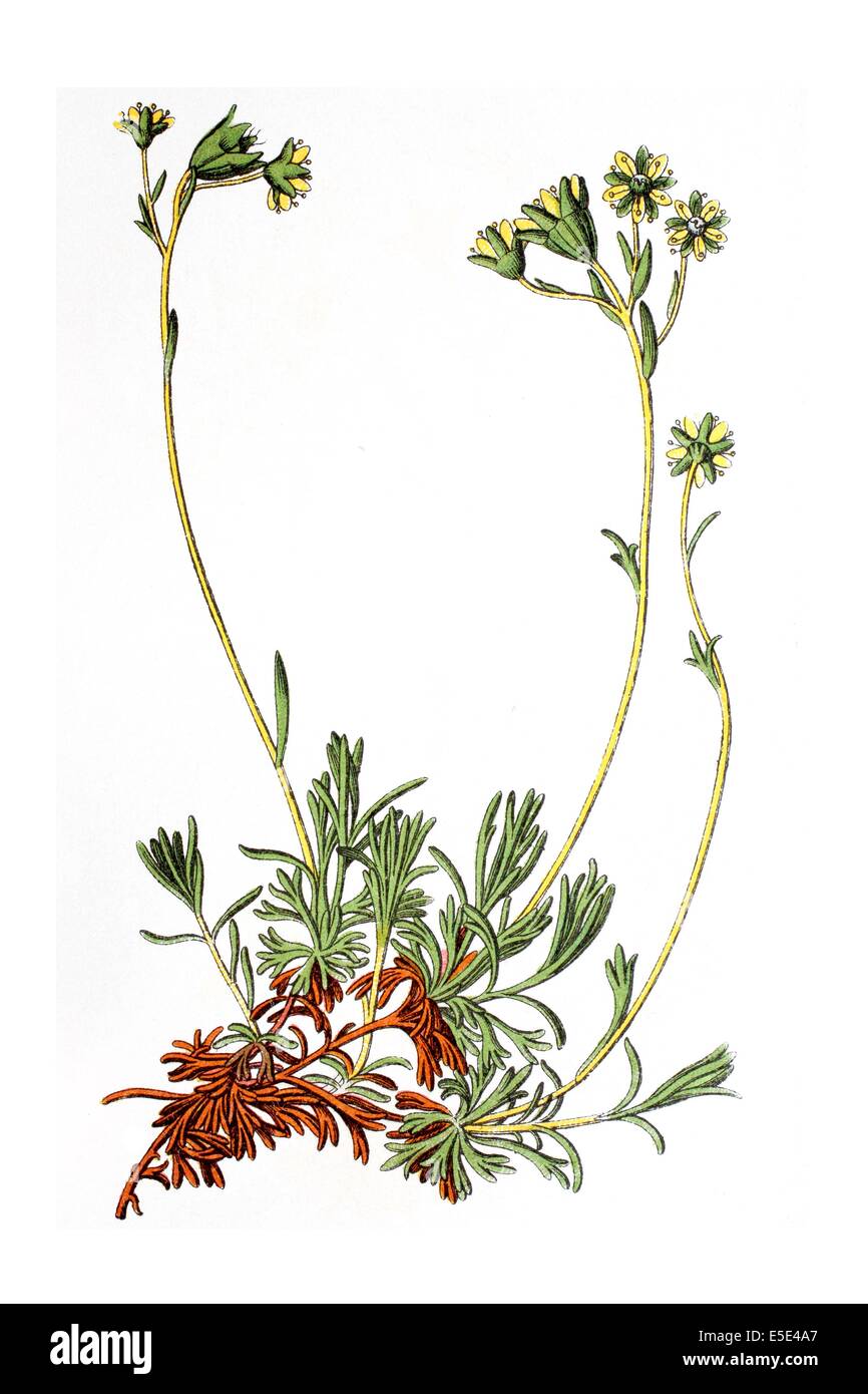 Musky saxifrage, Mossy saxifrage, Saxifraga moschata Stock Photo