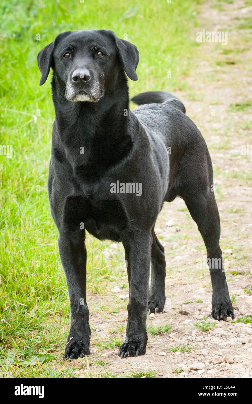 An old Black Labrador dog, going gray around his muzzle, sat in a field