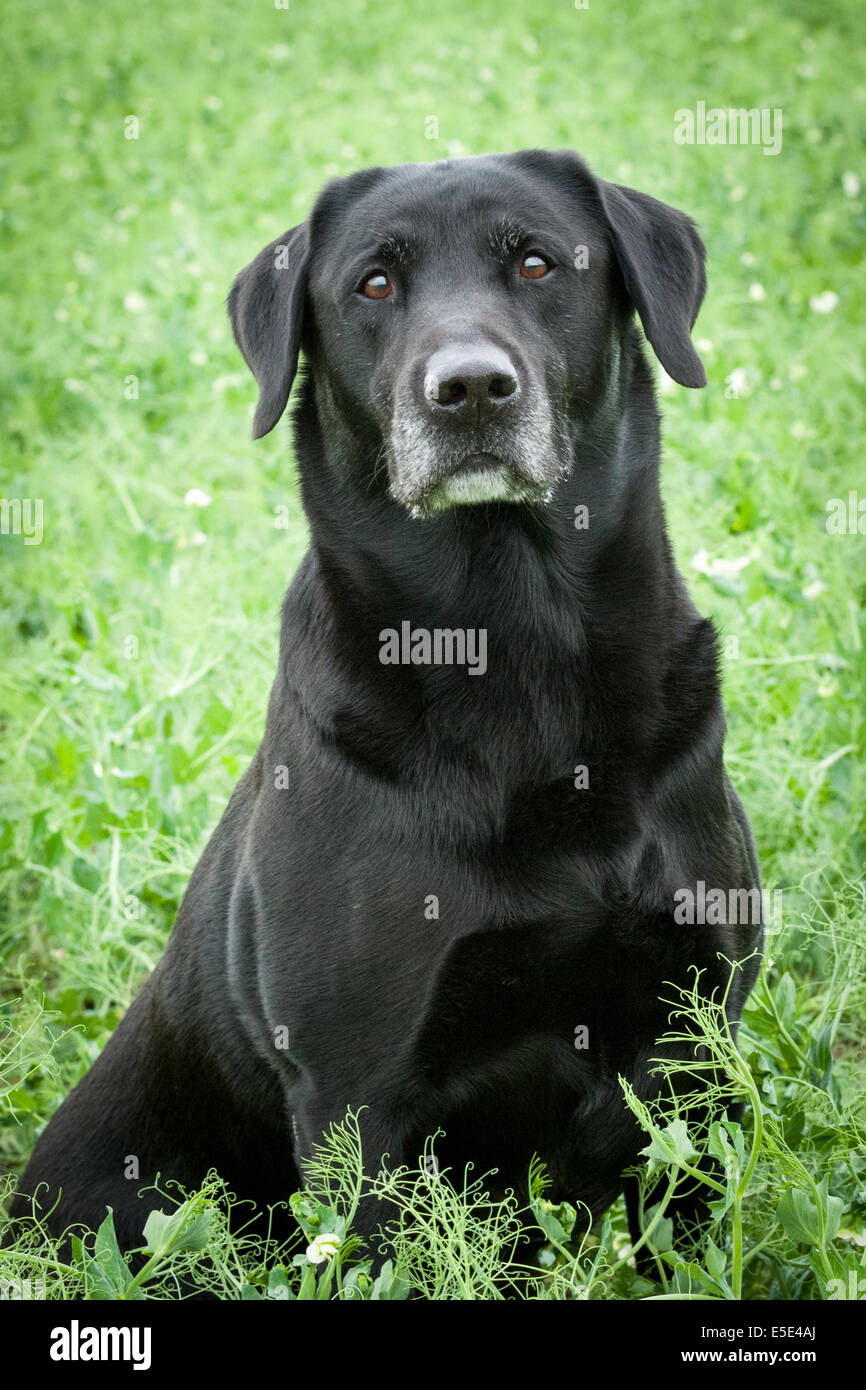 old black labrador