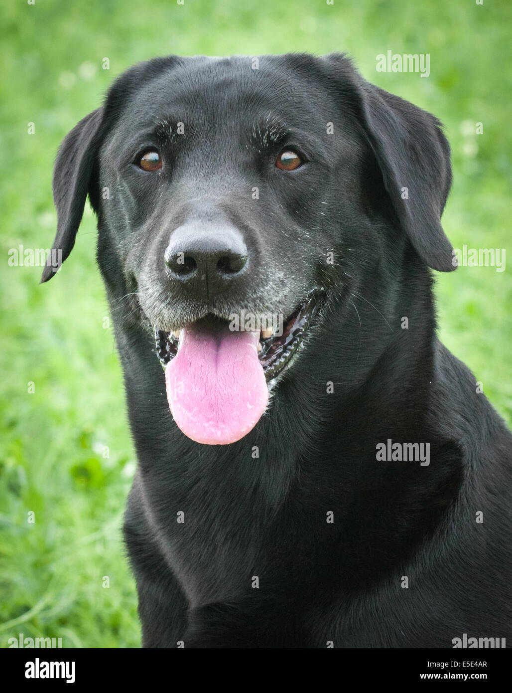 An old Black Labrador dog, going gray around his muzzle, sat in a field