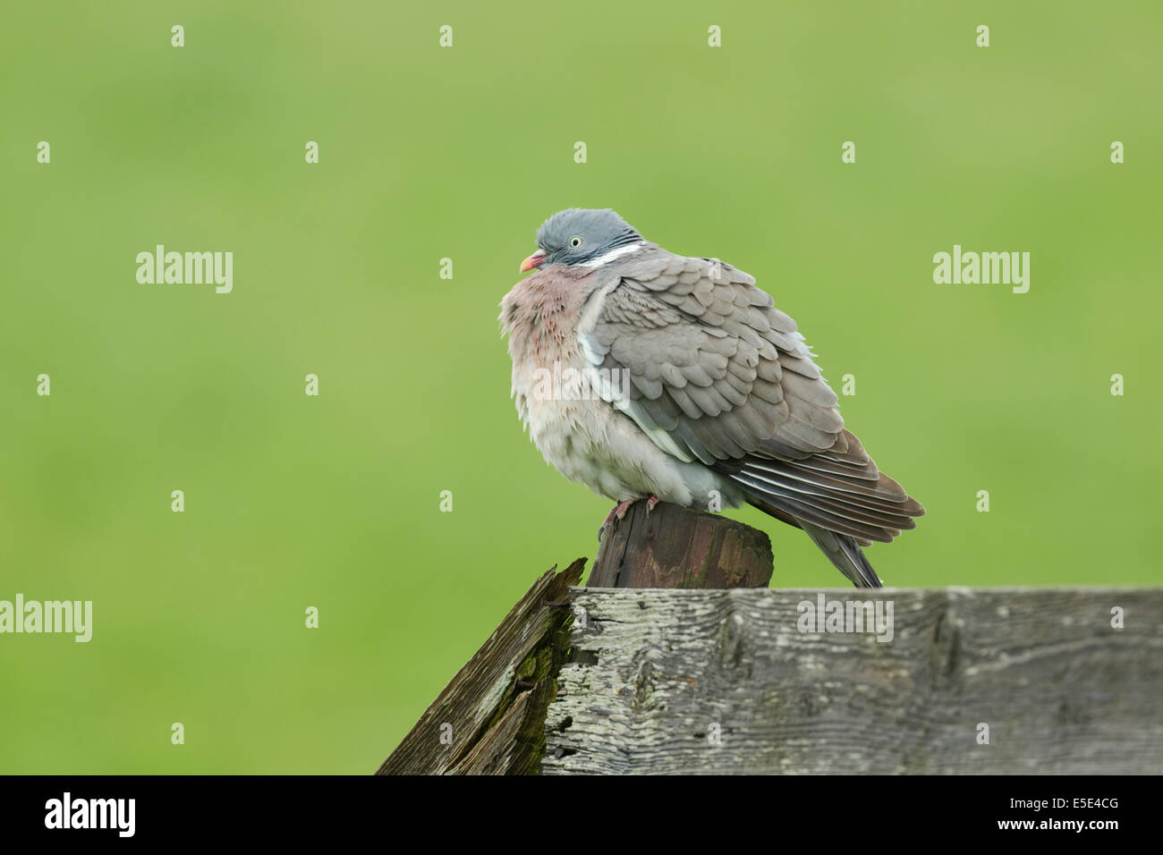 Woodpigeon, Columba palunbus, sitting on a wooden fence with its feathers ruffled Stock Photo