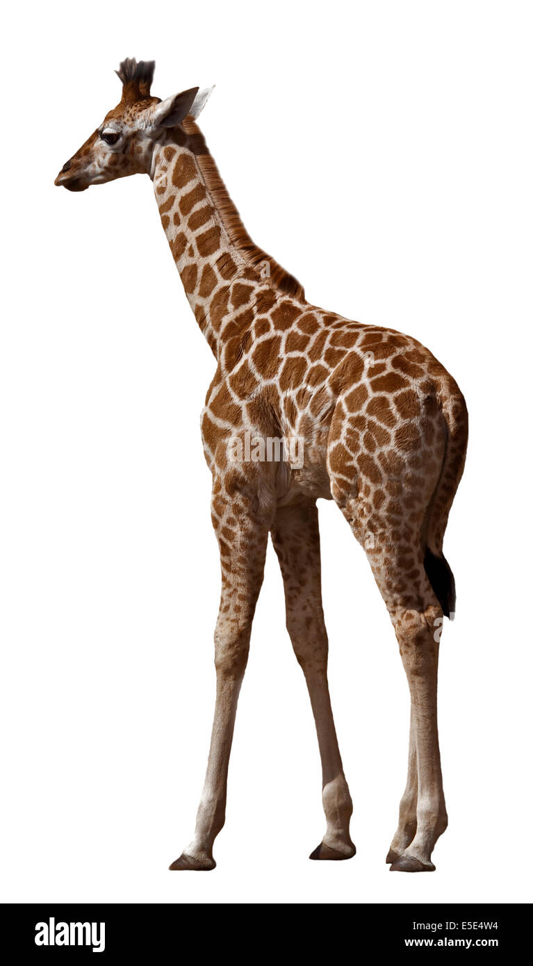 Juvenile Giraffe (giraffa camelopardarlis) on white background Stock Photo