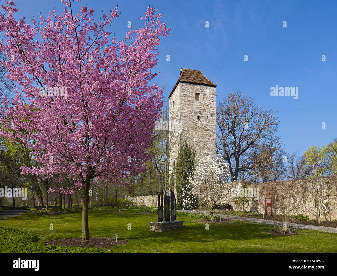 Arboretum with north tower of the town wall in Bad Langensalza, Germany Stock Photo
