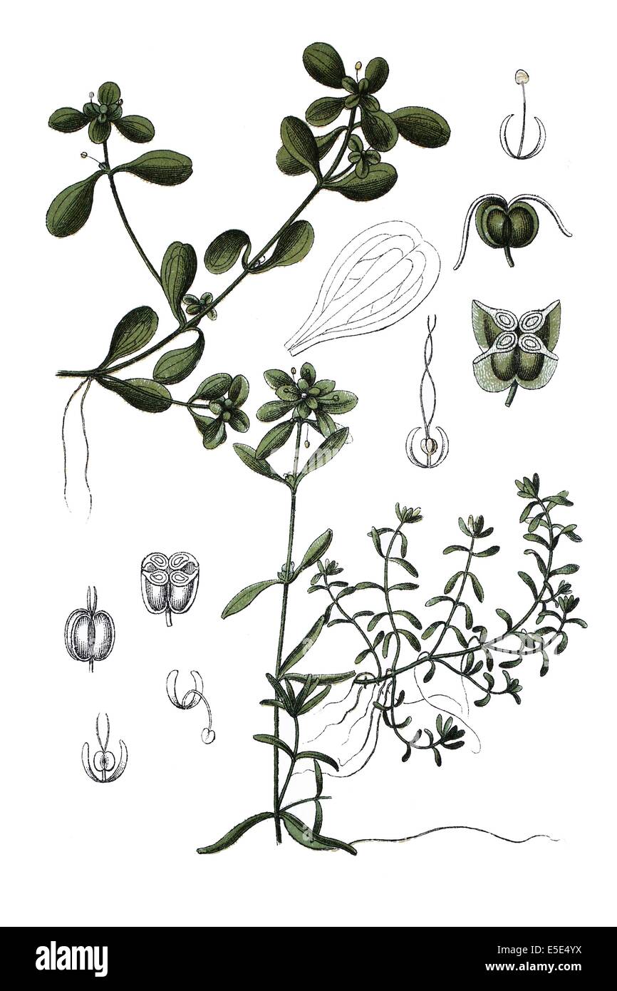 left; Pond Water Starwort, Callitriche stagnalis, right: Water Starwort hybrids, Callitriche minima Stock Photo