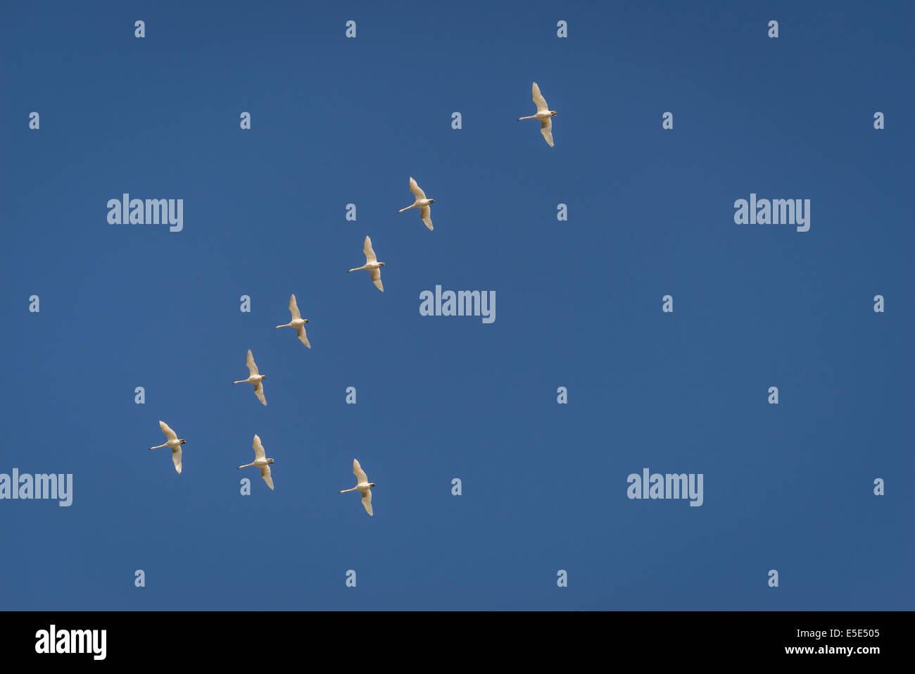 Swans flying in formation, Iceland Stock Photo