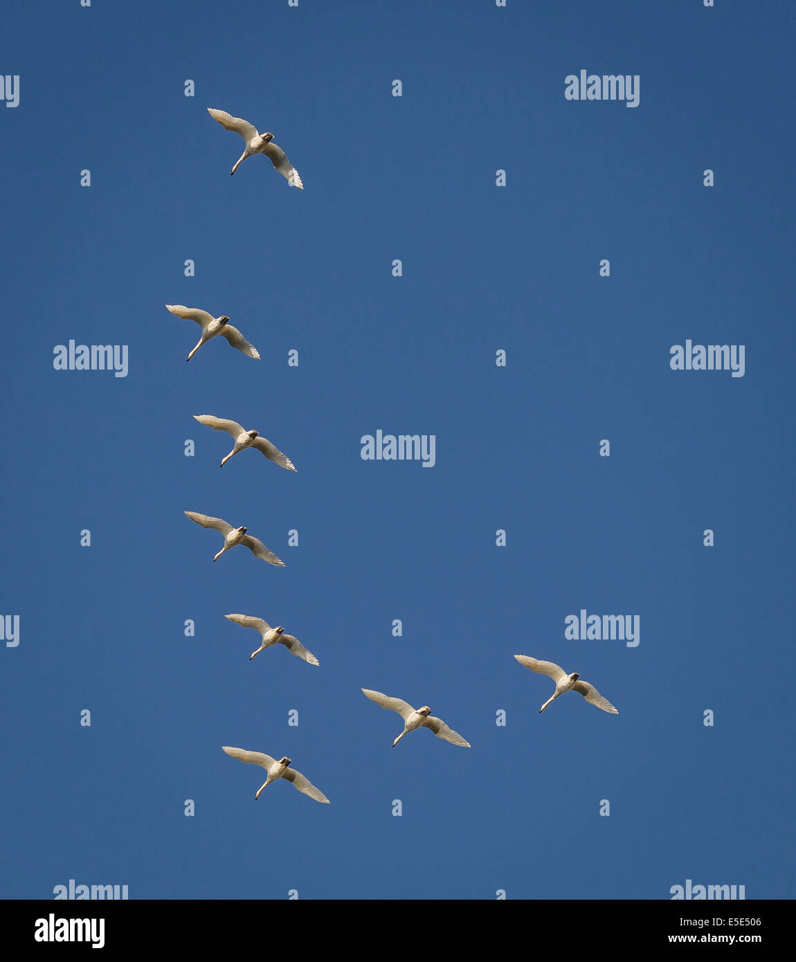 Swans flying in formation, Iceland Stock Photo