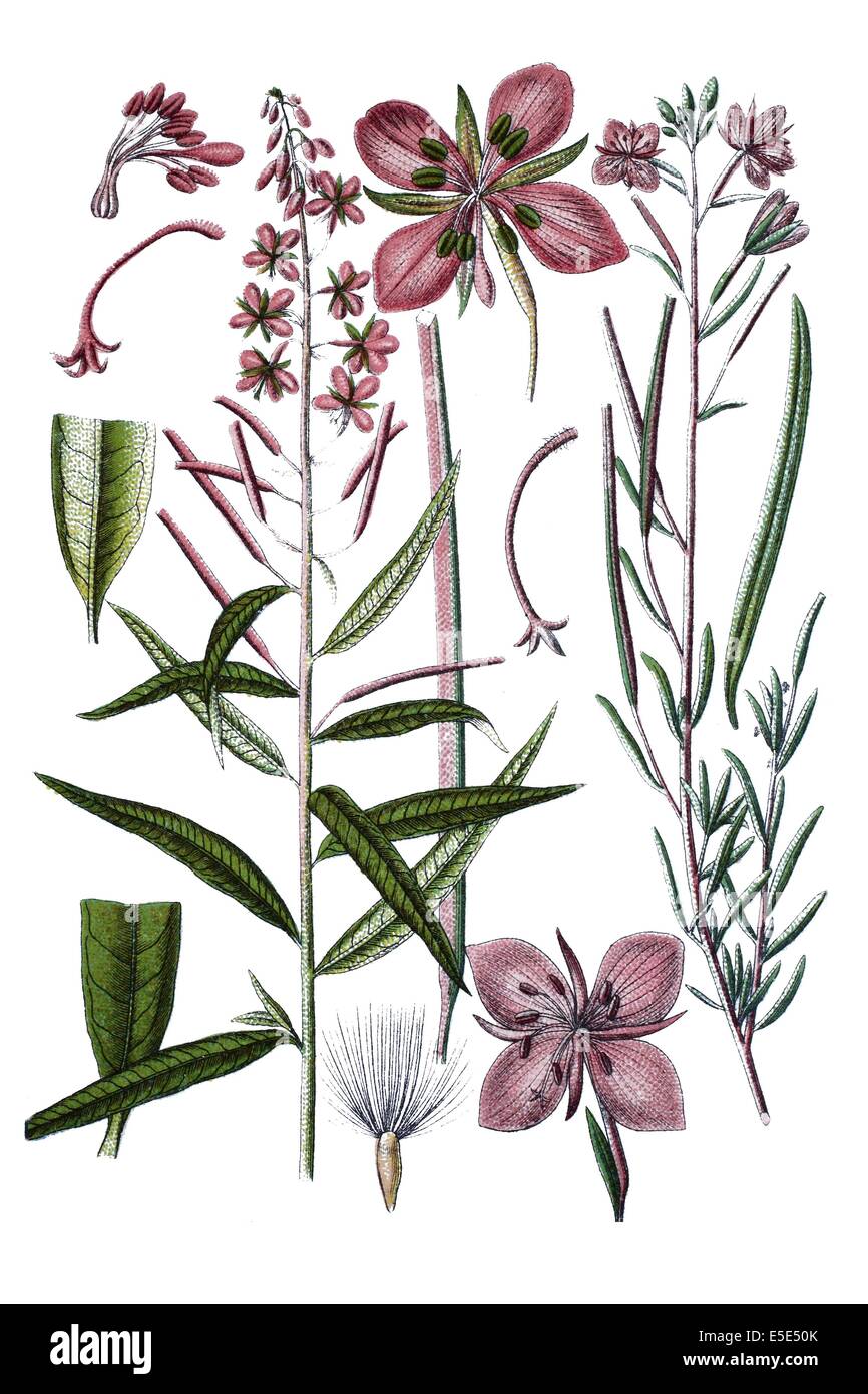 left: Fireweed, Great Willow-herb, or Rosebay Willowherb, Chamerion, Epilobium angustifolium, right: Willow-herb, Epilobium dodo Stock Photo