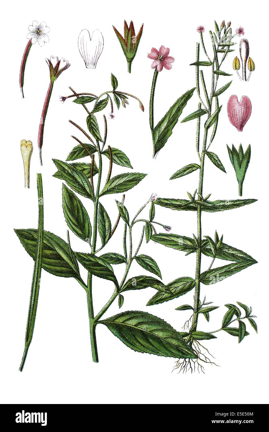 left: Willowherb, Epilobium roseum, right: Willowherb, Epilobium obscurum Stock Photo