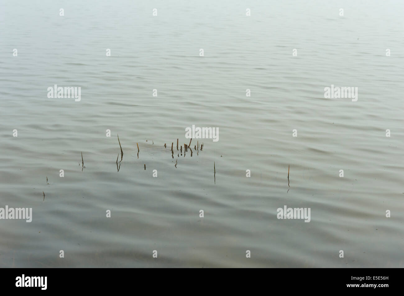 Misty lake with ripples and reeds Stock Photo