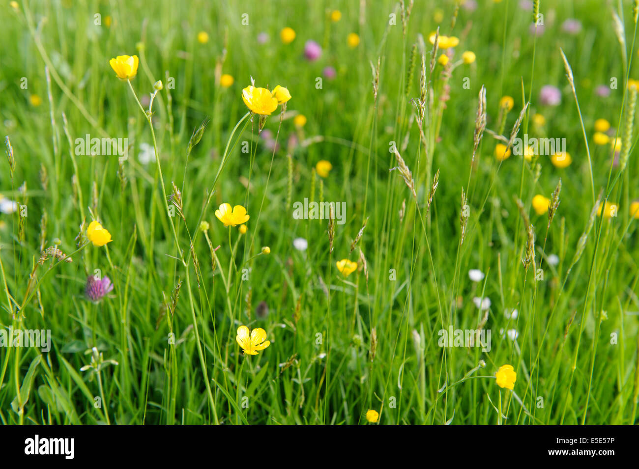 Wild meadow flowers and grasses in Powys, Wales Stock Photo