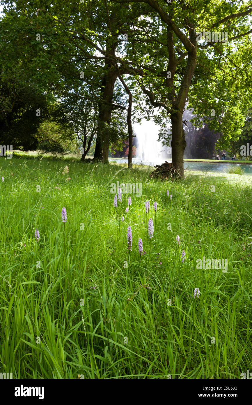 Early purple orchids flowering while the fountain plays Stanway House in the Cotswold village of Stanway, Gloucestershire UK Stock Photo