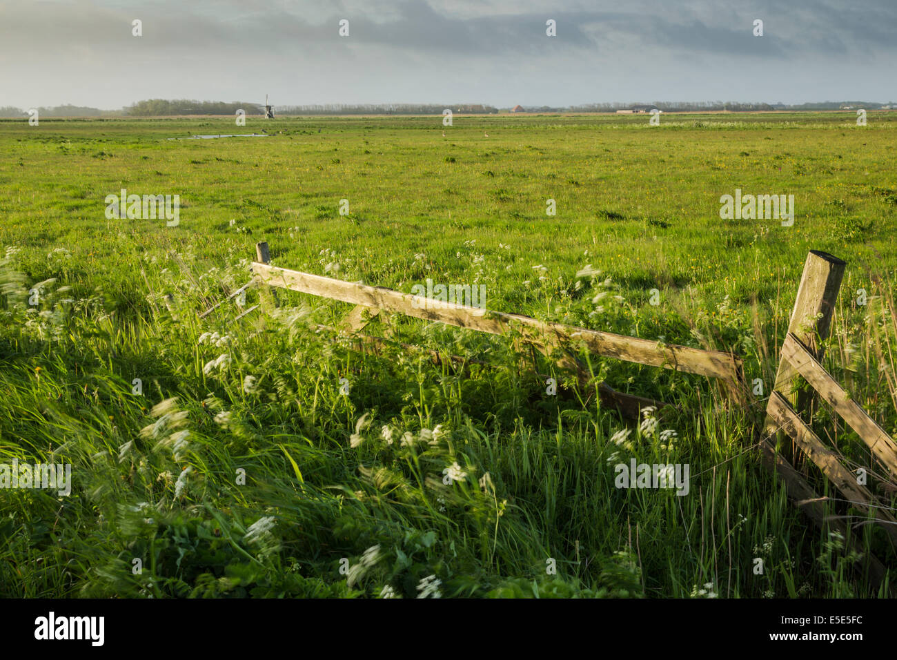 Early morning view of polders at Waal en Burg, Texel island, Holland, May Stock Photo