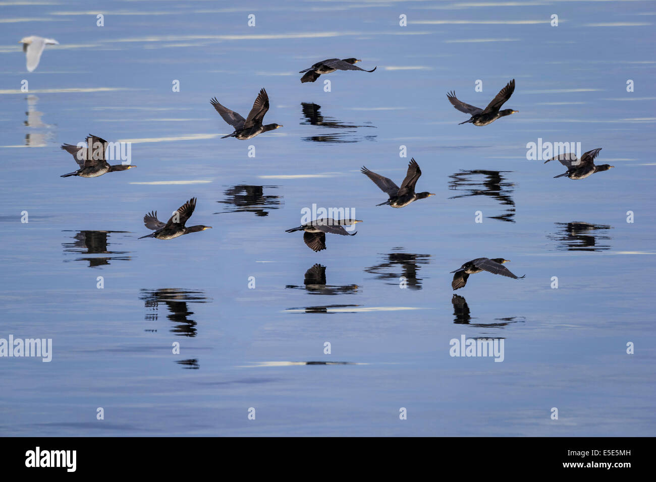 Comorants flying over the water, Iceland Stock Photo