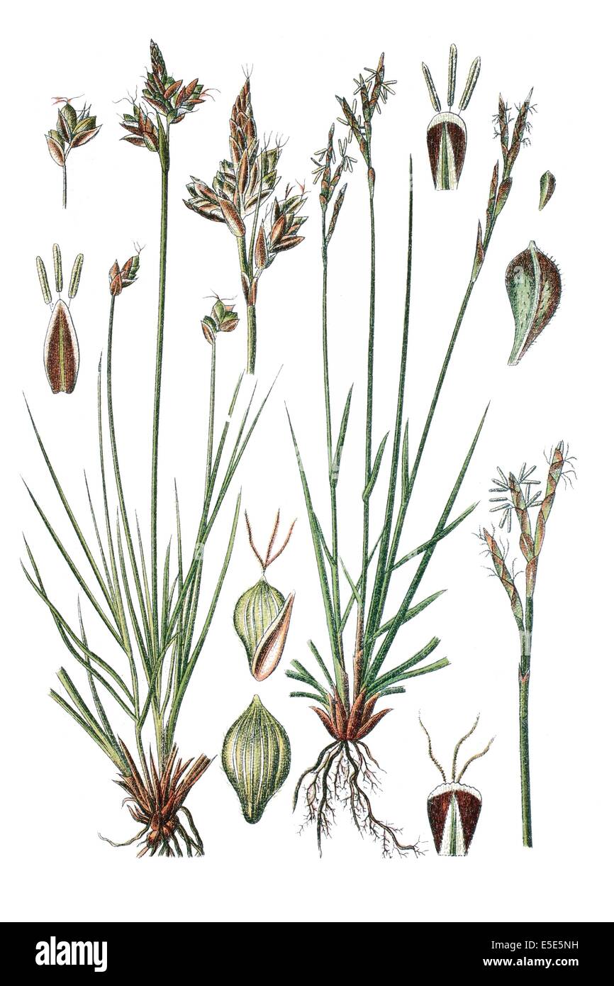 left: species of sedge, Carex gynobasis, right: species of sedge, Carex digitata Stock Photo