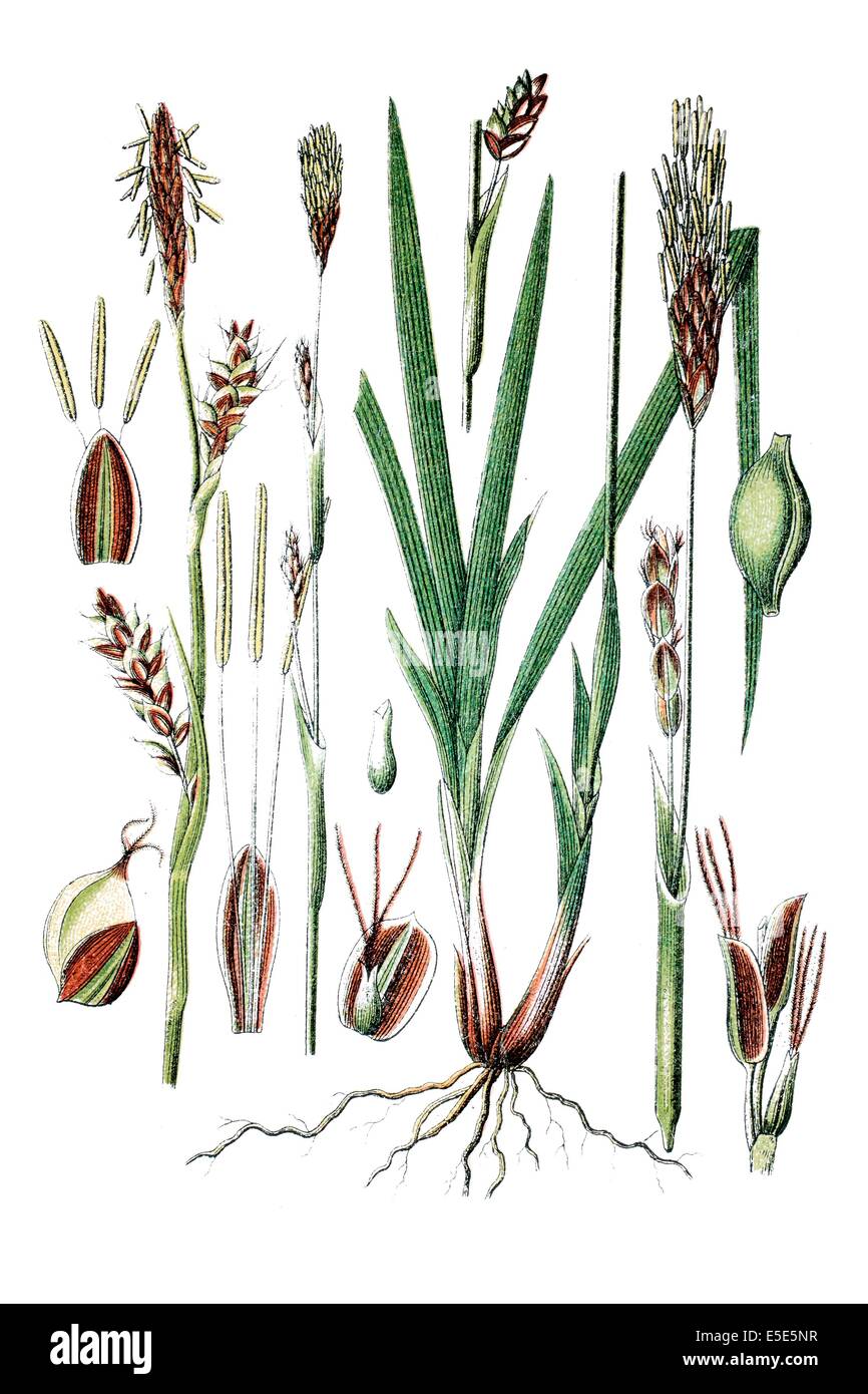 left: species of sedge, Carex panicea, right: Carex sparsiflora Stock Photo