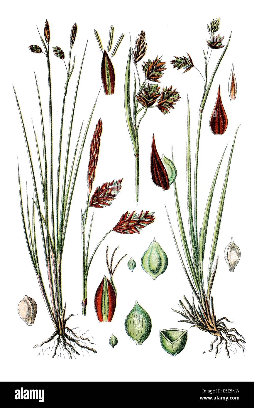 Liniks: species of sedge, Carex limosa, right: species of sedge, Carex irrigua Stock Photo