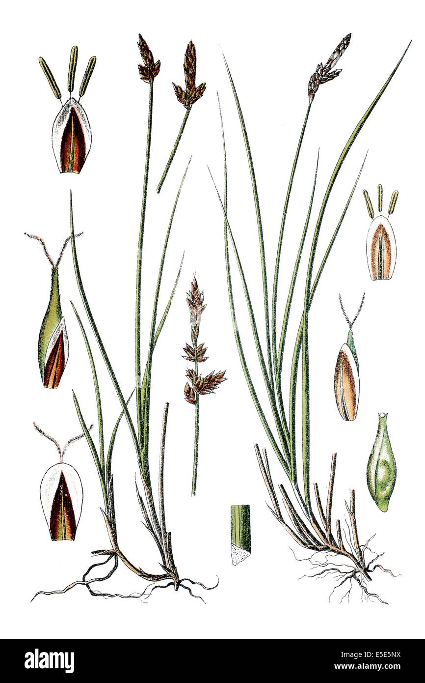 left: v, Carex gaudiniana, right: species of sedge, Carex microstachya Stock Photo