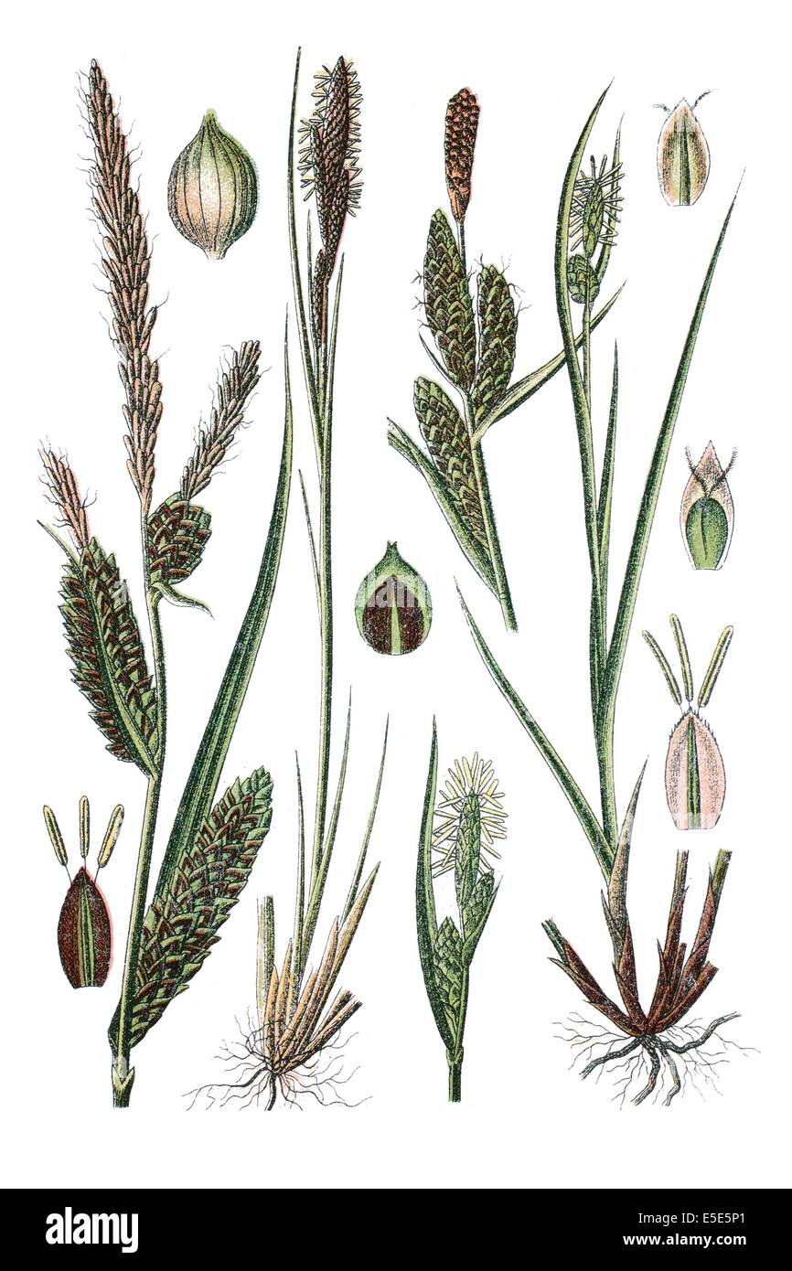 left: species of sedge, Carex stricata, right: species of sedge, Carex goodenoughii Stock Photo