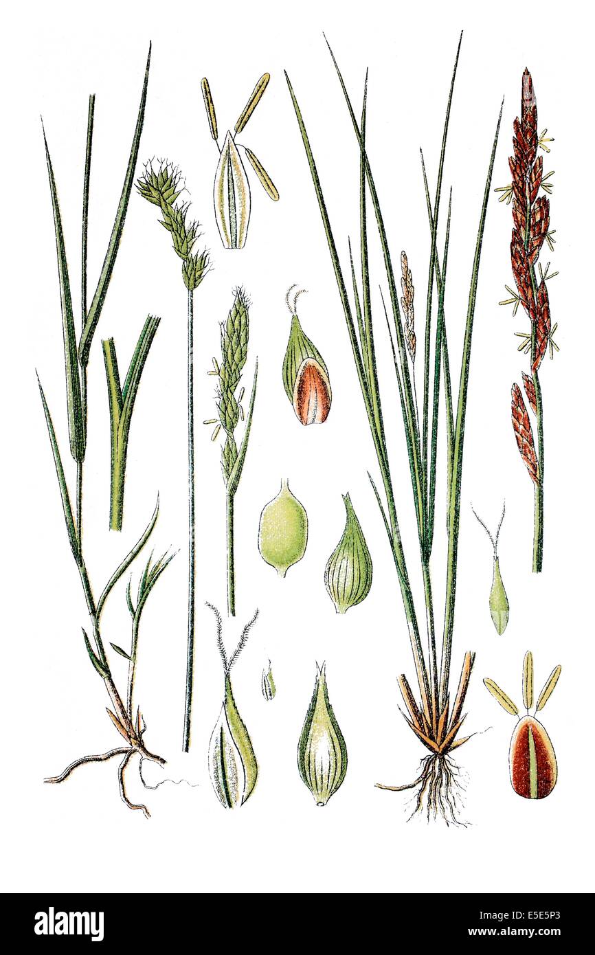 left: Carex leporina var argyroglochin, right: species of sedge, Carex elongata Stock Photo