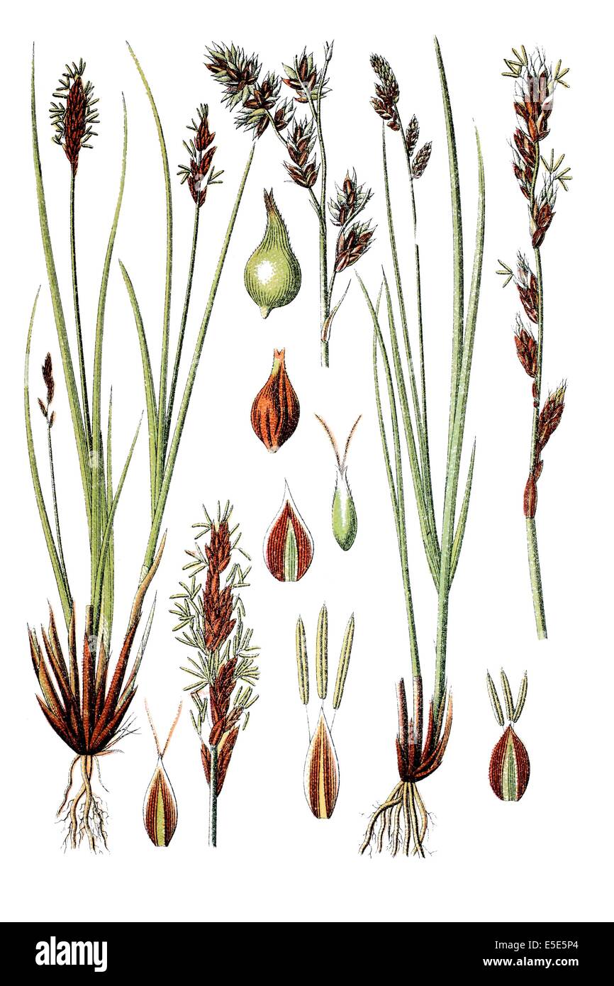 left: species of sedge, Carex paradoxa, right: species of sedge, Carex paniculata Stock Photo