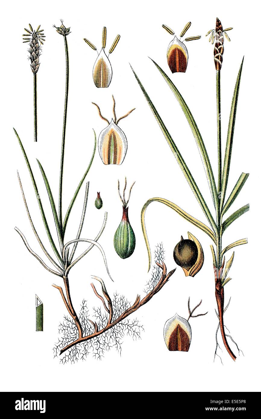 left: species of sedge, Carex obtusata, right: species of sedge, Carex rupestris Stock Photo