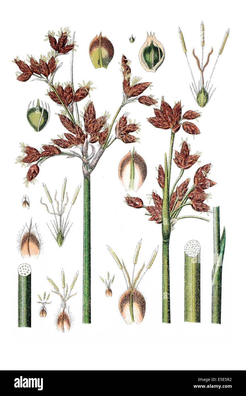 left: lakebank sedge, Cyperus lacustris, right: Cyperus lacustris Stock Photo